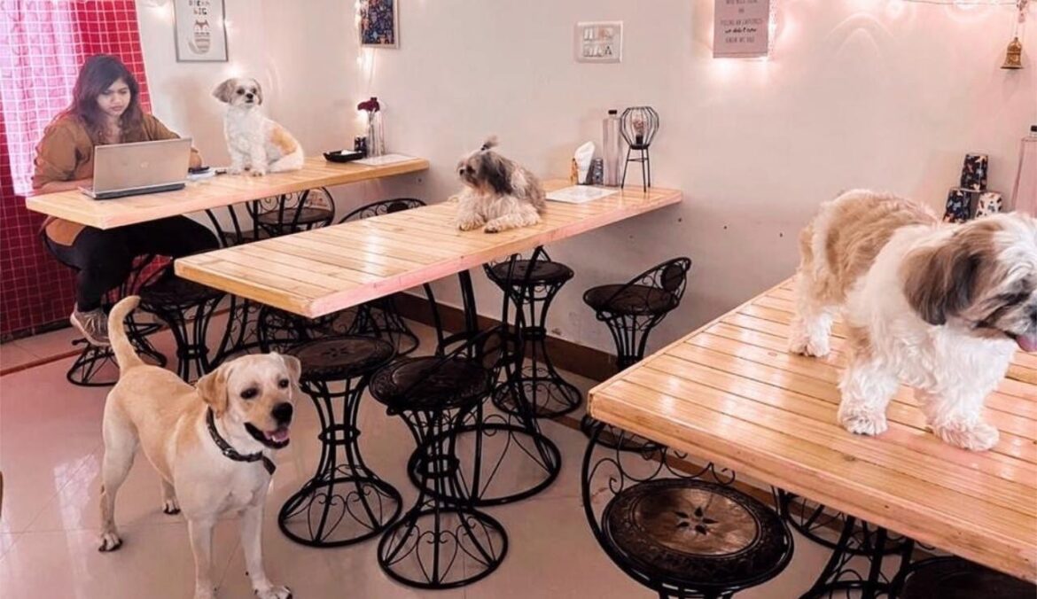 Most Popular Dog and Cat Petting Cafes in Singapore