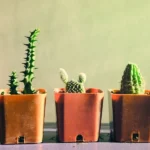 A Professional's Guide to Finding Reliable Wholesale Planter Pots for Your Project