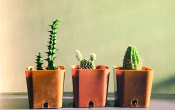 A Professional's Guide to Finding Reliable Wholesale Planter Pots for Your Project