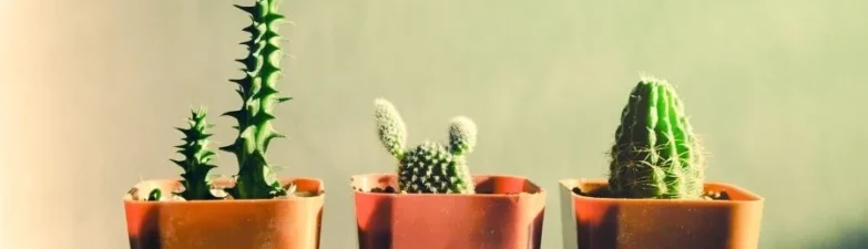 A Professional's Guide to Finding Reliable Wholesale Planter Pots for Your Project