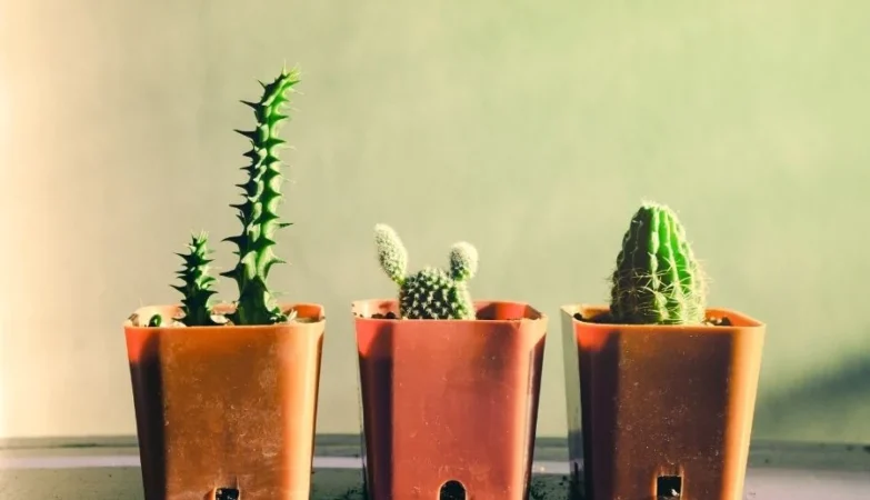 A Professional's Guide to Finding Reliable Wholesale Planter Pots for Your Project
