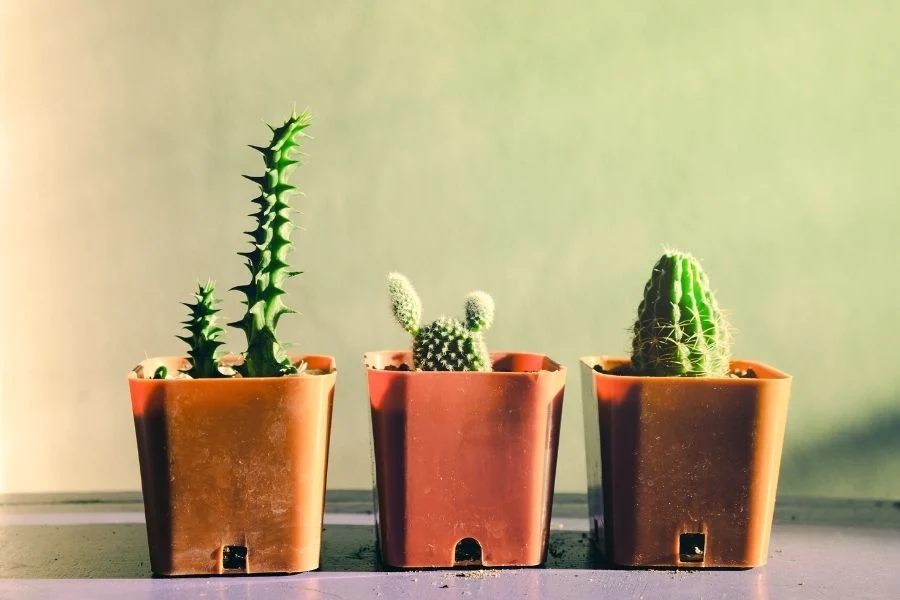 A Professional’s Guide to Finding Reliable Wholesale Planter Pots for Your Project
