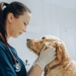 Preventive wellness programs supporting lifelong health for companion animals