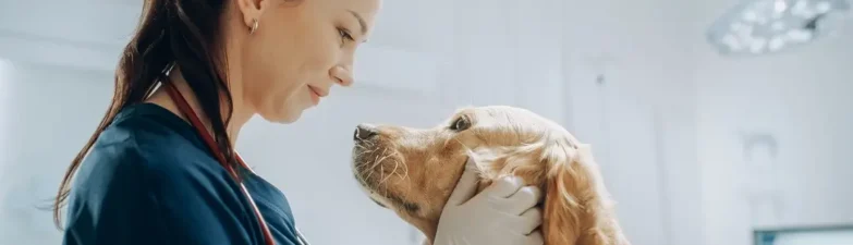 Preventive wellness programs supporting lifelong health for companion animals